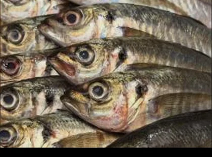 Graded fish laid out at Toyosu
