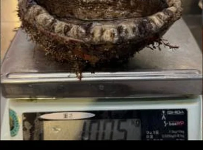 Abalone weighed at Toyosu