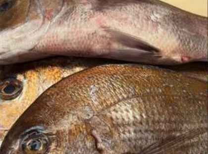 Sea bream on the cutting board at Toyosu