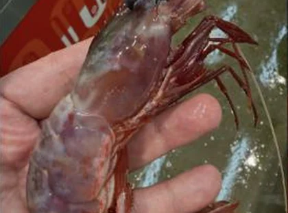 Raw botan ebi