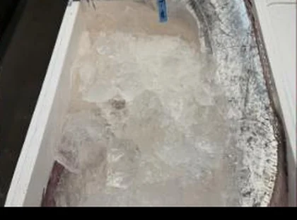 Fish packed on crushed ice at Toyosu