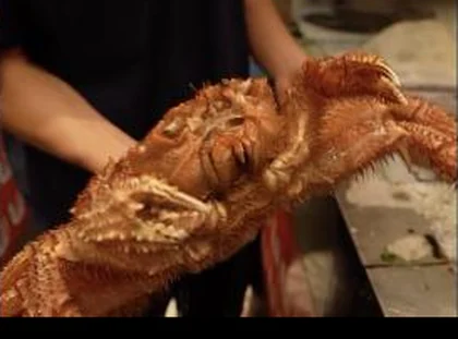 Kegani, Japanese horsehair crab
