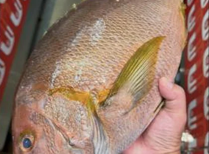 Whole madai, Japanese red sea bream
