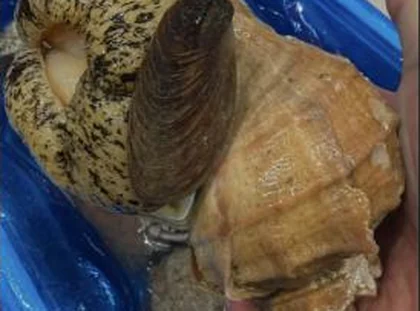 Live whelk at Toyosu