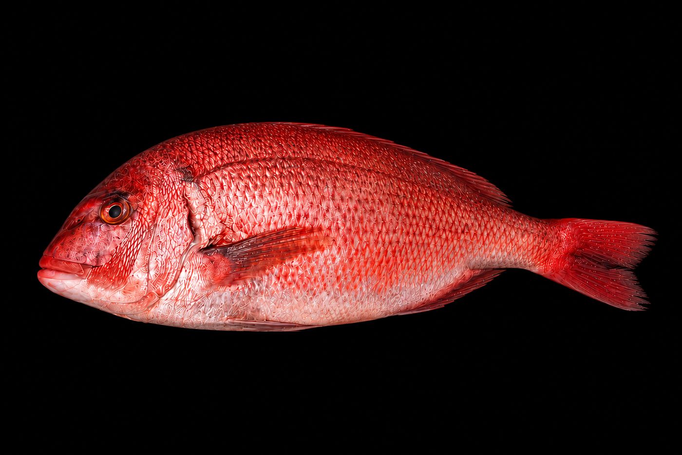 Madai – Red sea bream