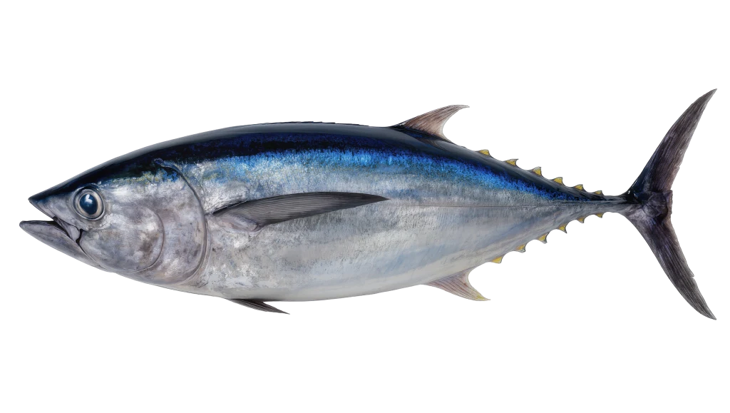 Maguro