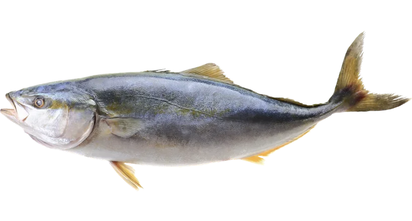 Hamachi