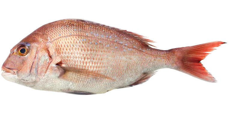 Madai