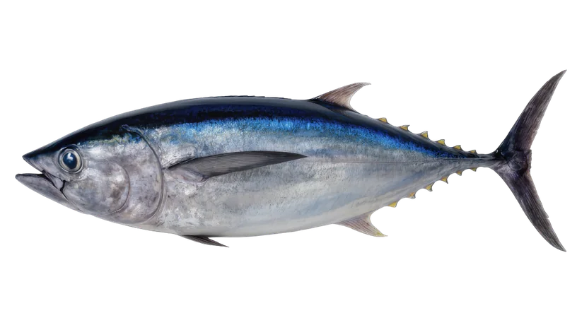 Maguro