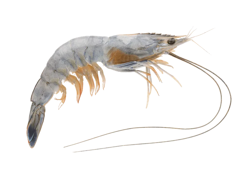 Shrimp