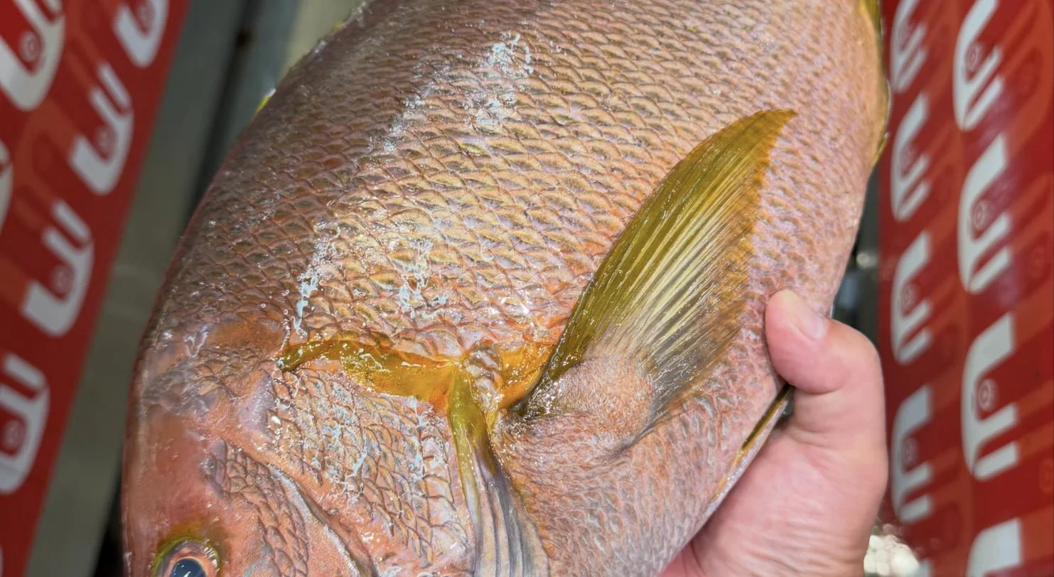 Whole madai, Japanese red sea bream