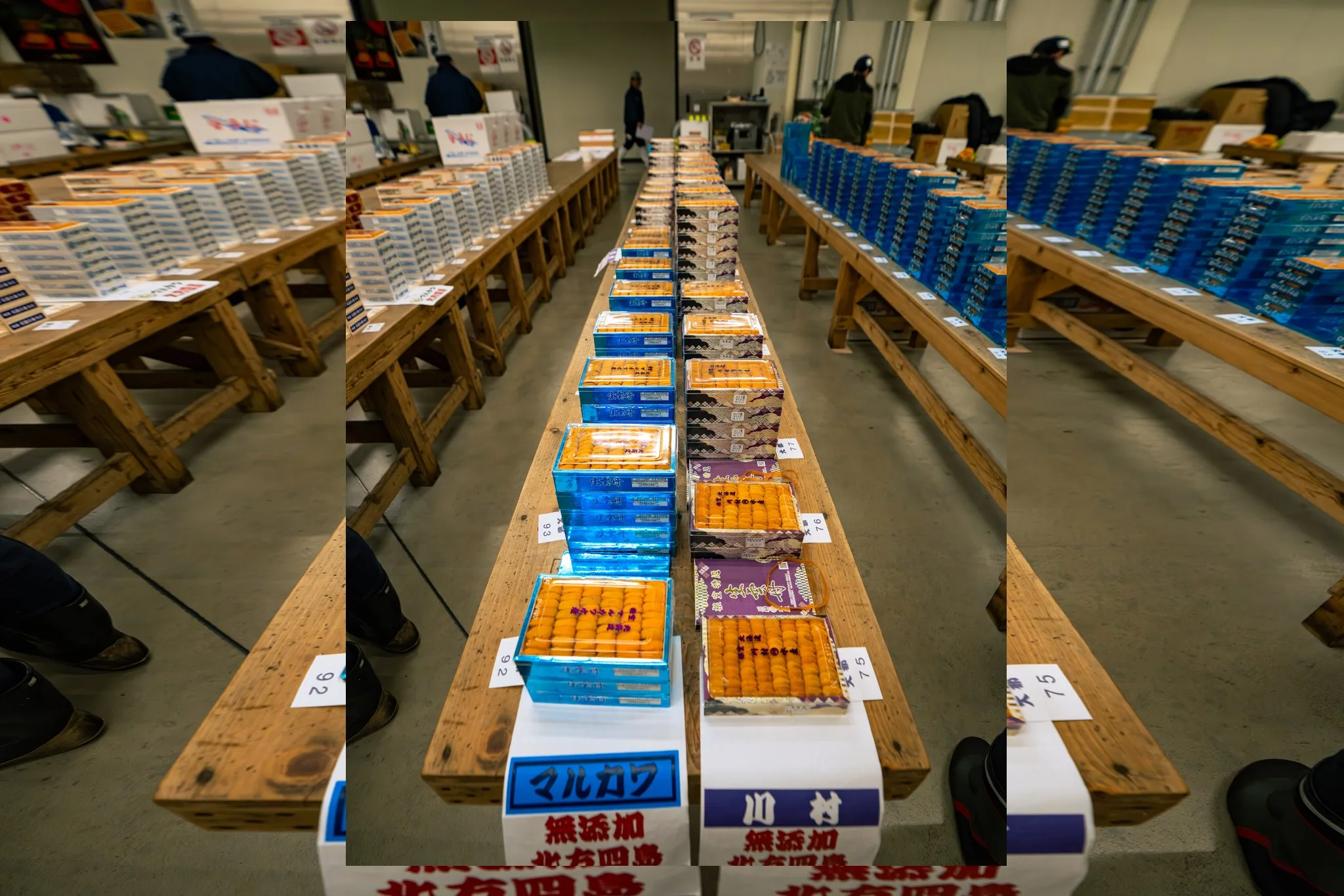 Trays of sea urchin laid out on long tables for auction