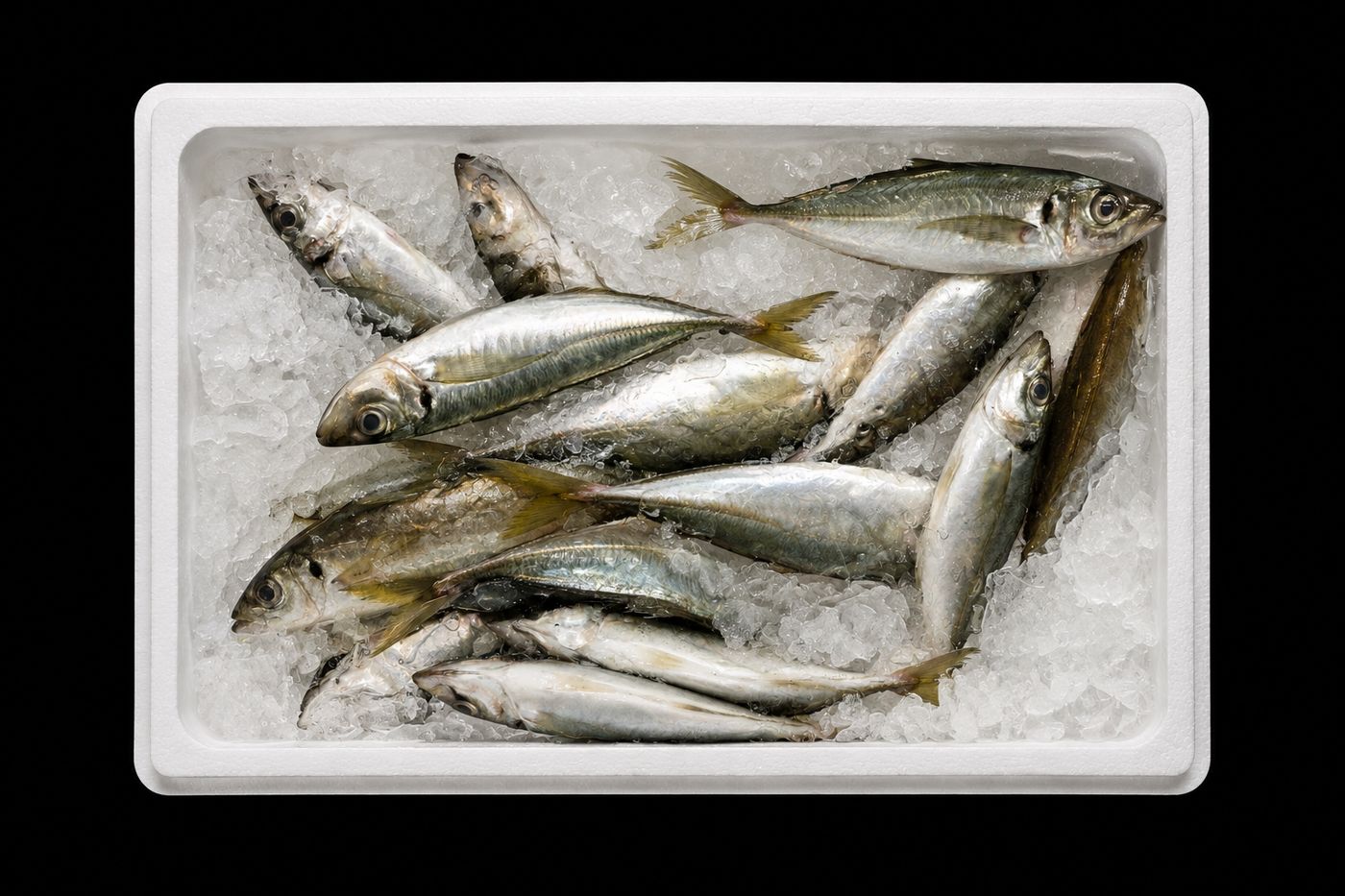 Aji – Japanese horse mackerel