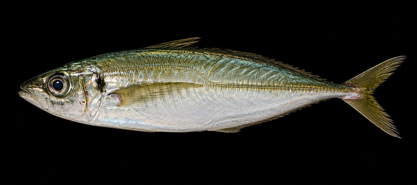 Aji – Japanese horse mackerel