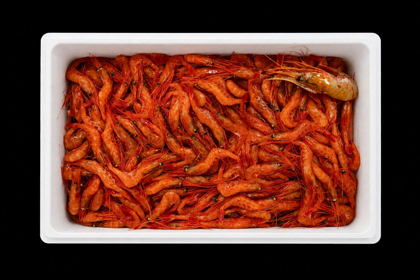 Amaebi – Sweet shrimp