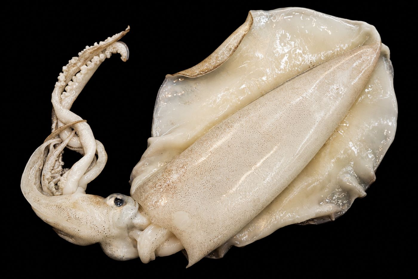 Aori ika – Bigfin reef squid