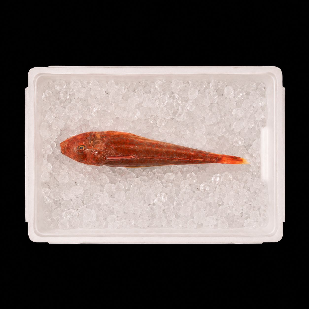 Houbou – Red gurnard