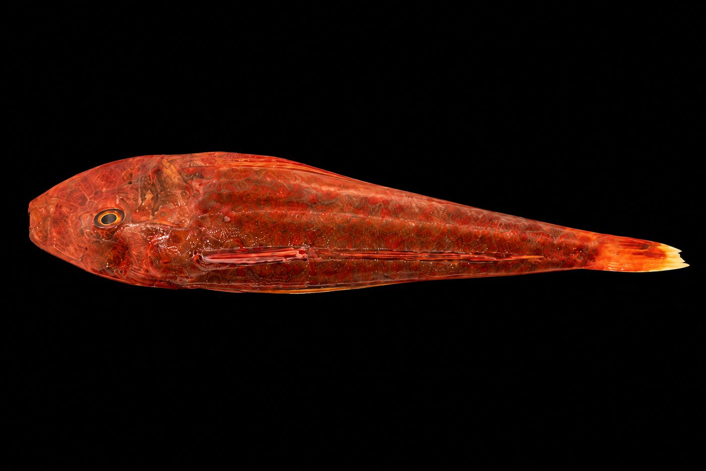 Houbou – Red gurnard