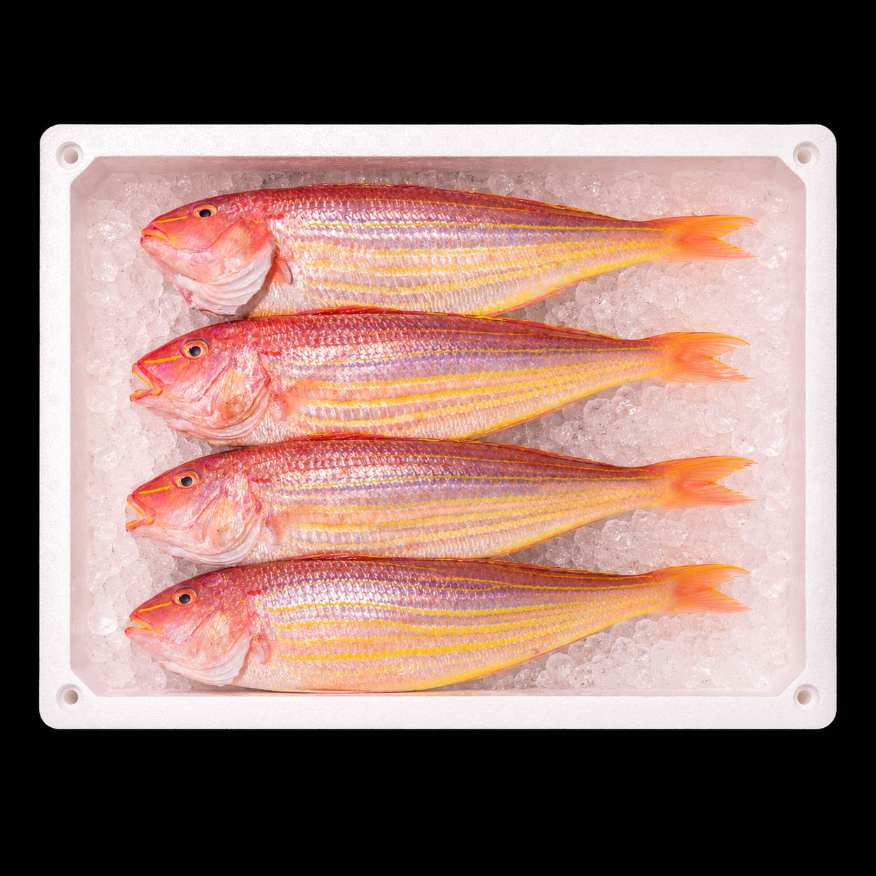Itoyoridai – Golden threadfin bream