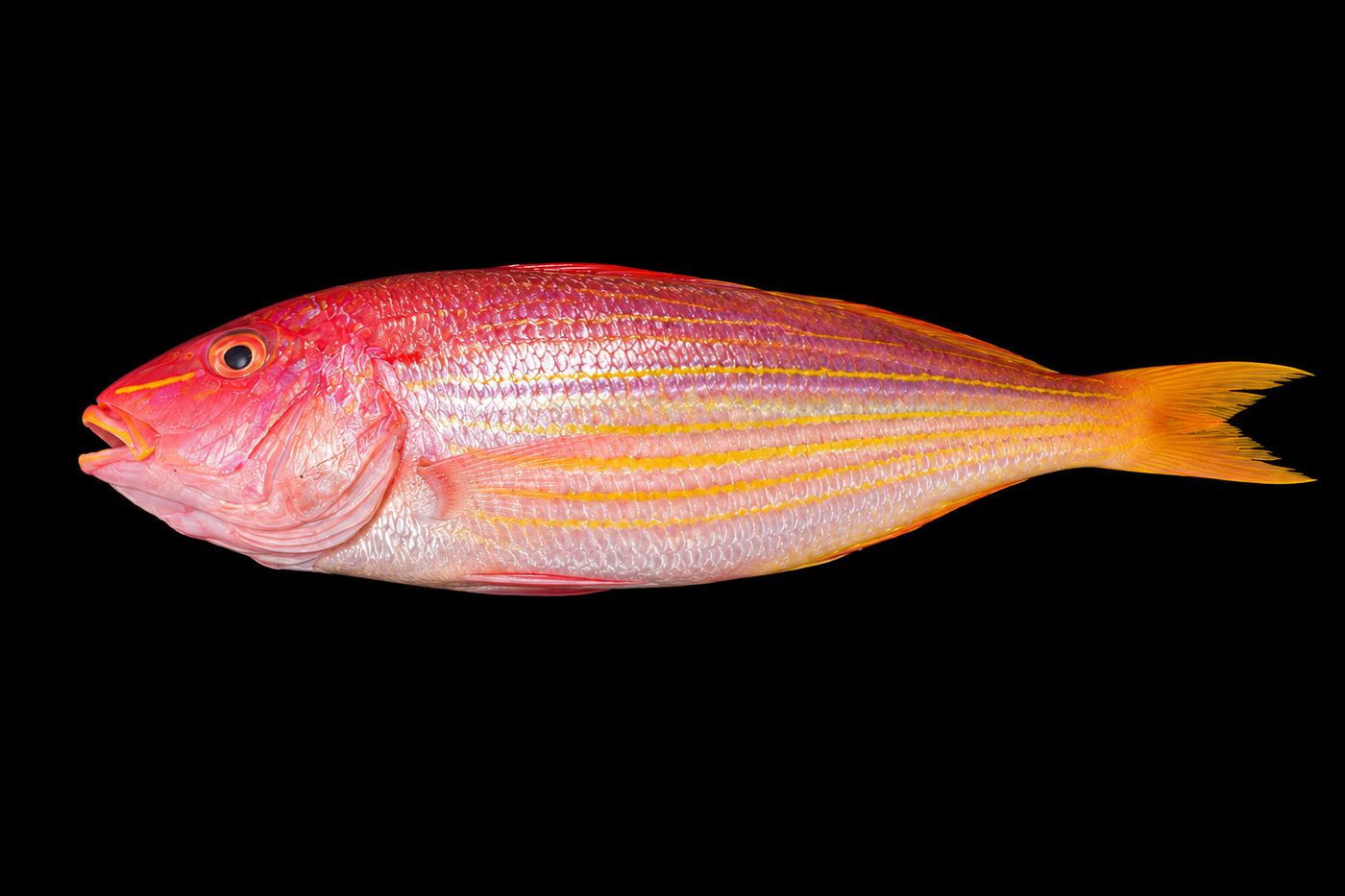 Itoyoridai – Golden threadfin bream