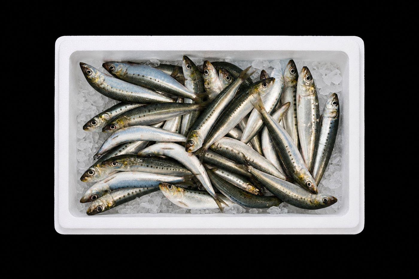 Iwashi – Japanese sardine