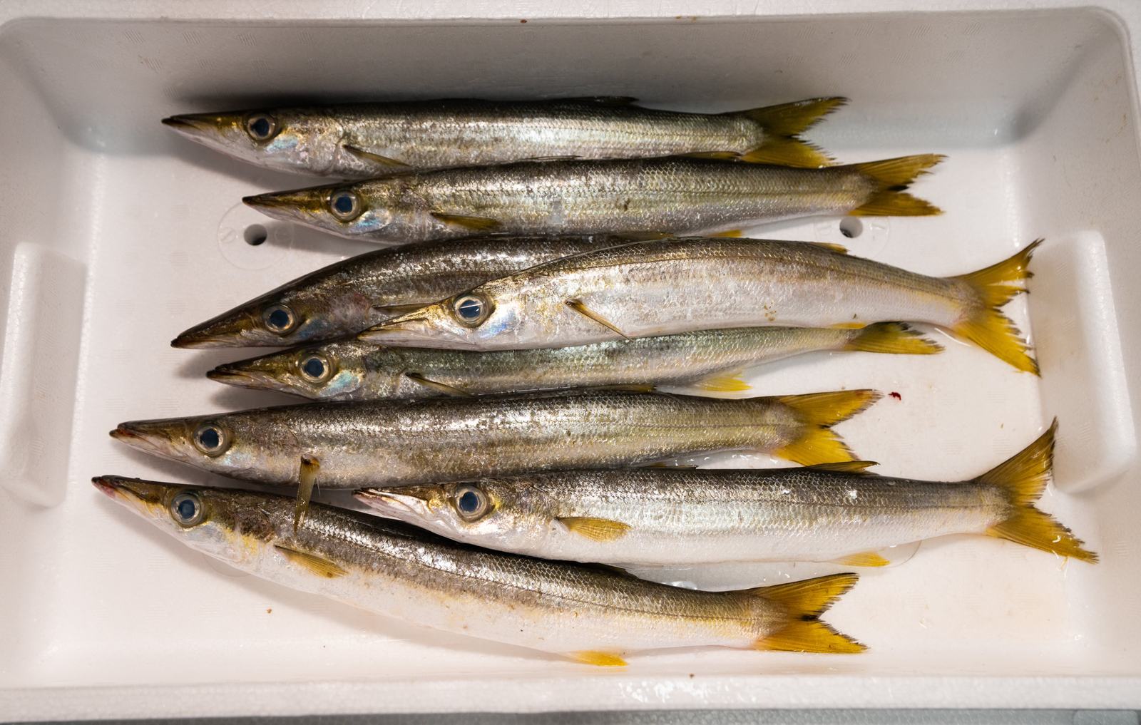 Kamasu – Red barracuda