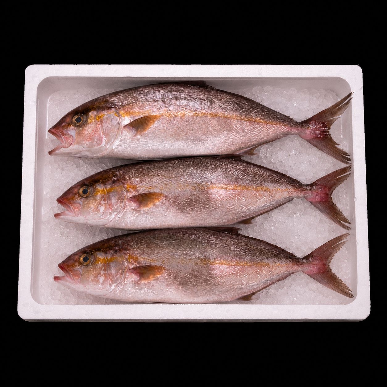 Kanpachi – Amberjack