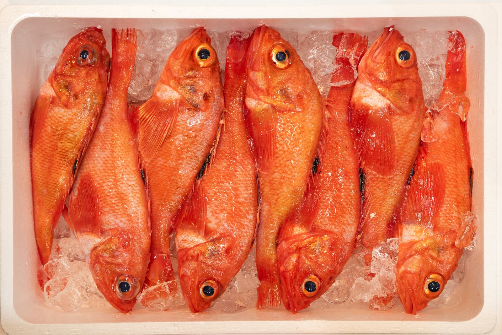Kinki / Kichiji – Channel rockfish