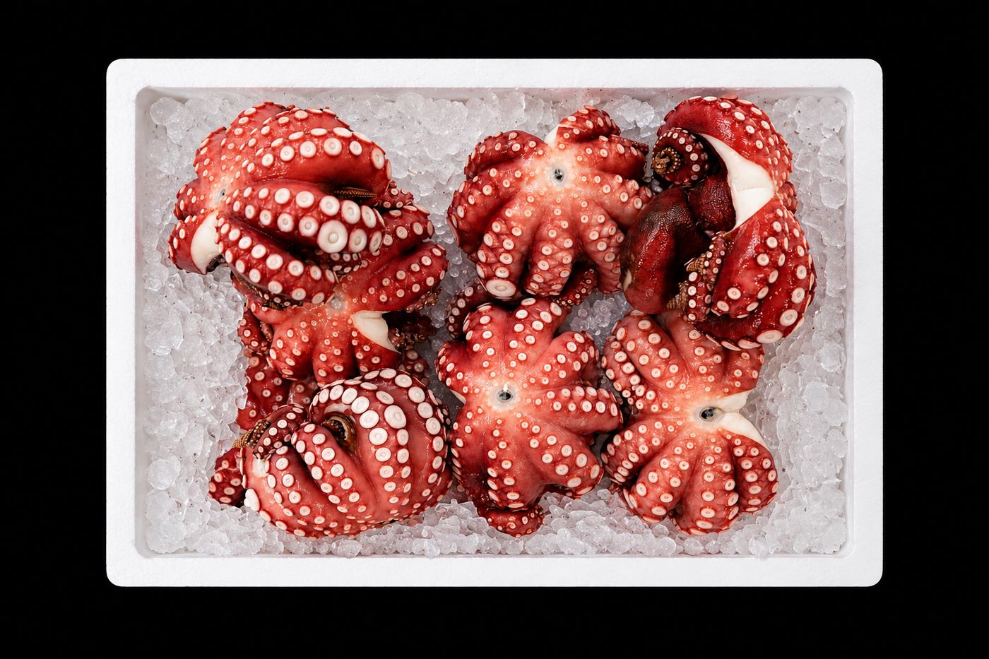 Madako – Octopus