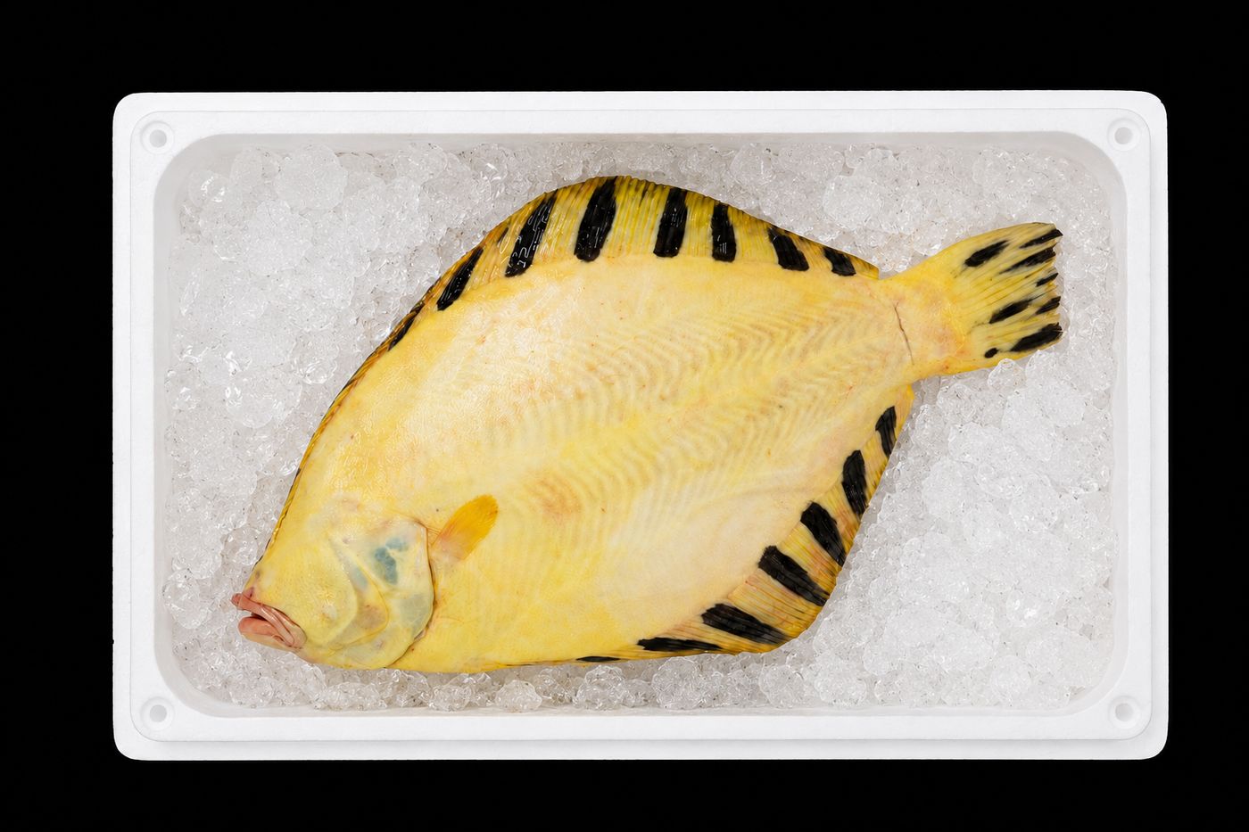Matsukawa-garei – Barfin flounder