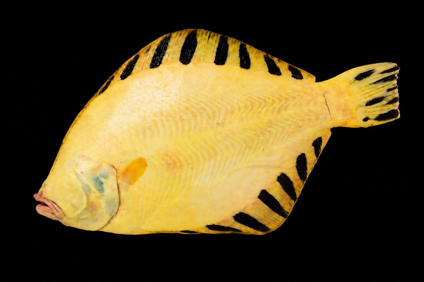 Matsukawa-garei – Barfin flounder