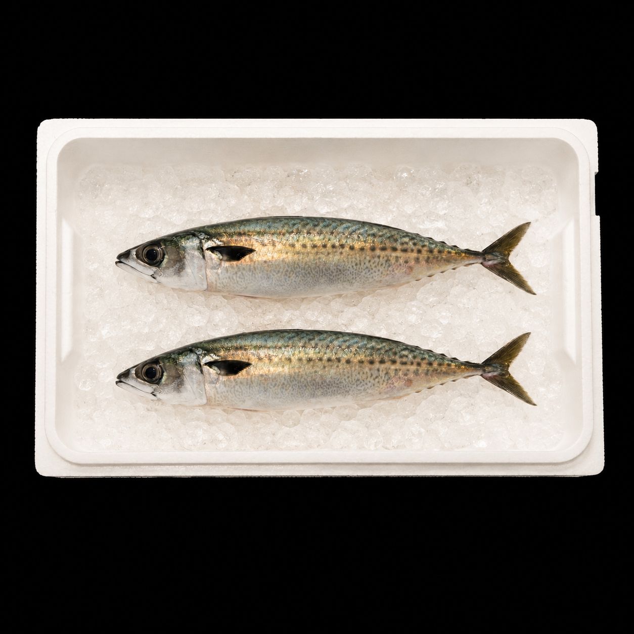 Saba – Chub mackerel