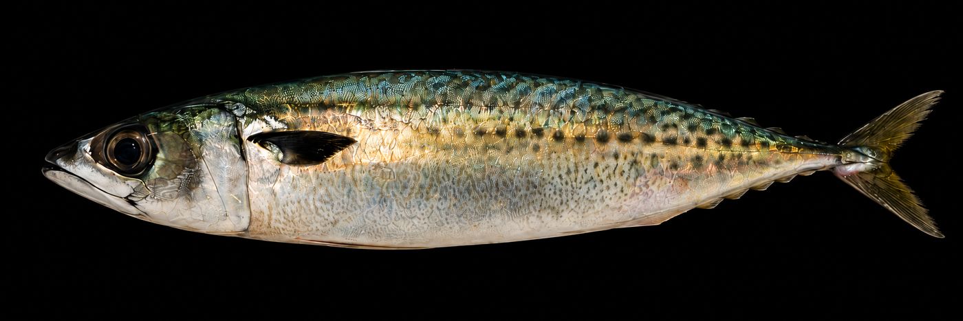 Saba – Chub mackerel