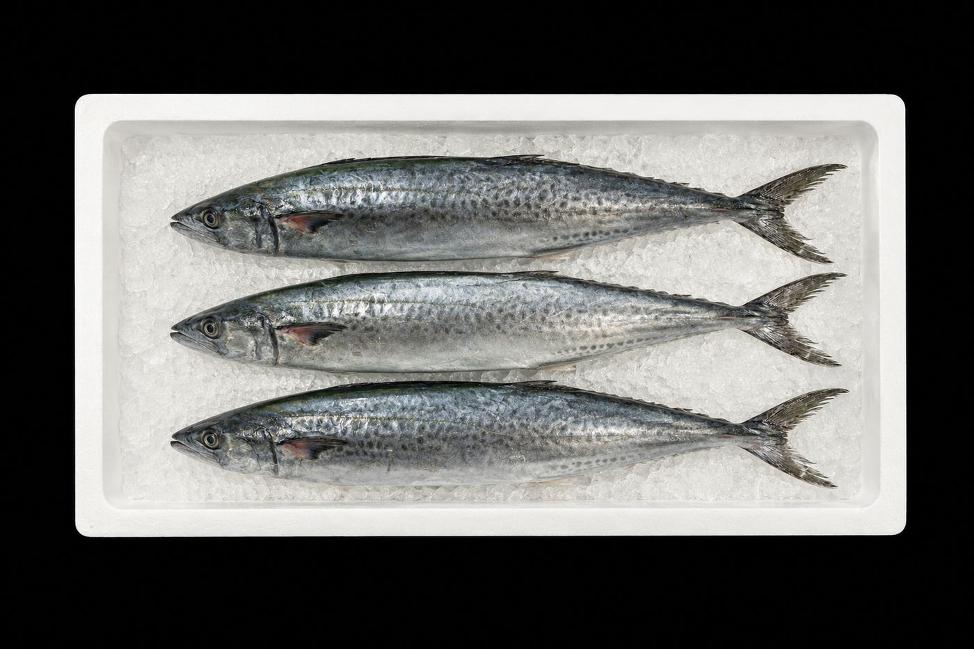 Sawara – Japanese Spanish mackerel