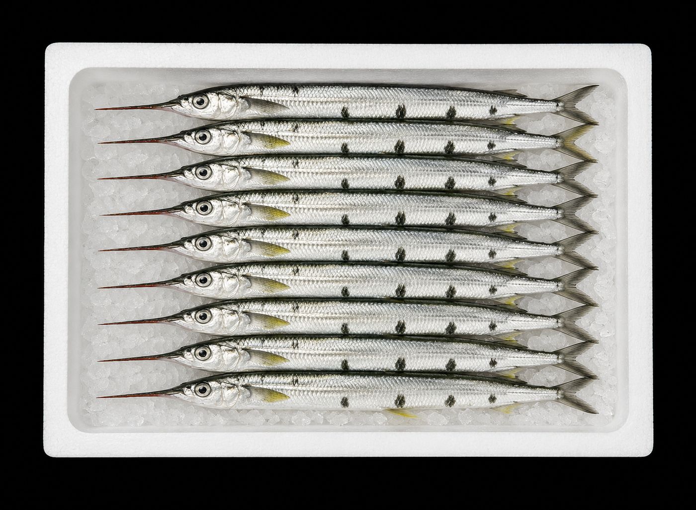 Sayori – Japanese halfbeak