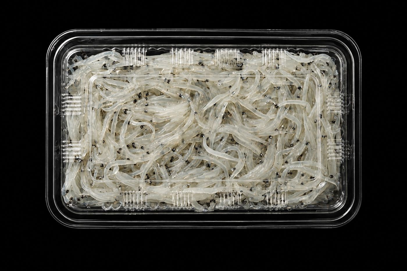 Nama-shirasu – Raw baby sardines