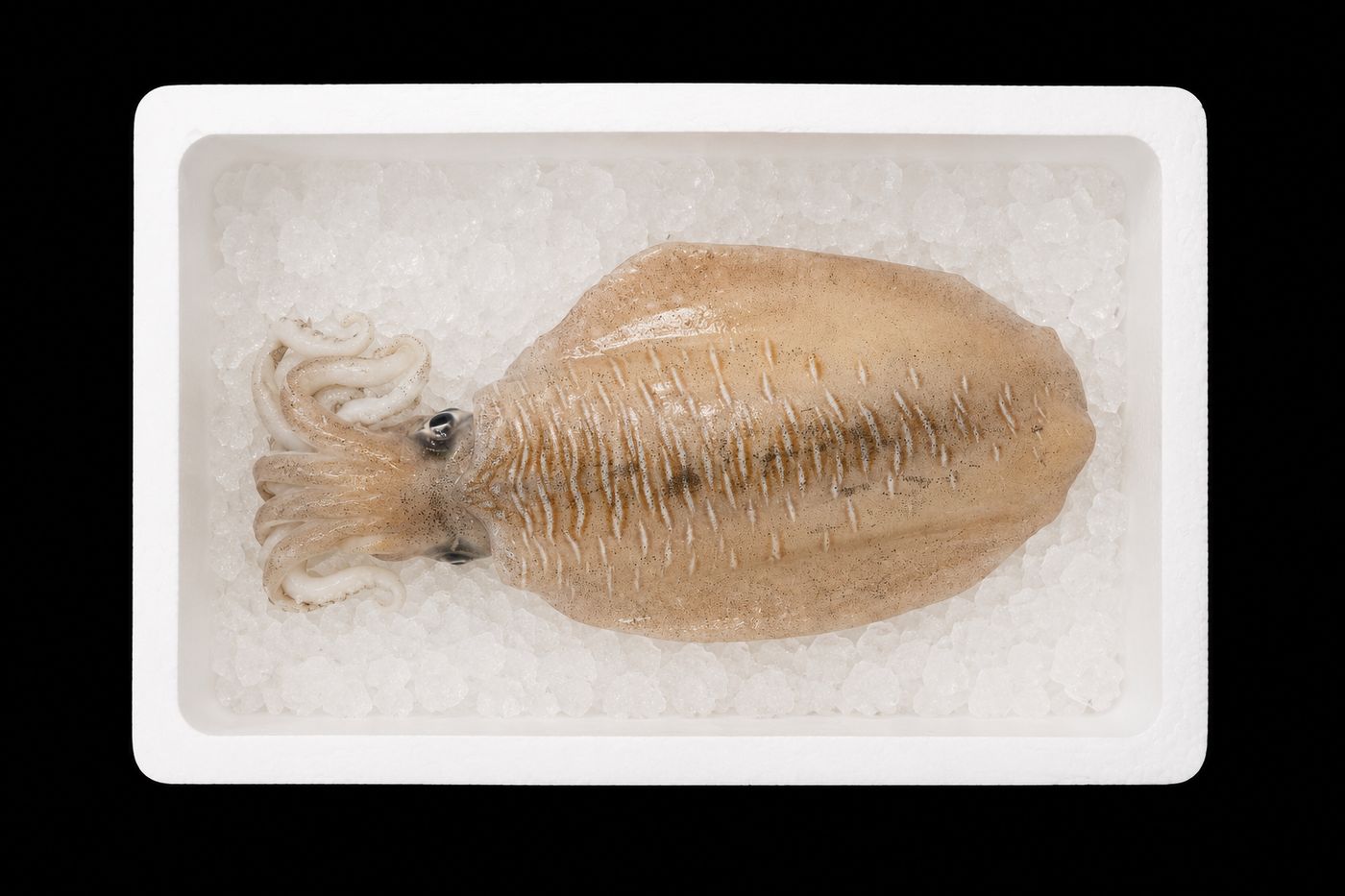 Sumi ika / Shin-ika – Golden cuttlefish