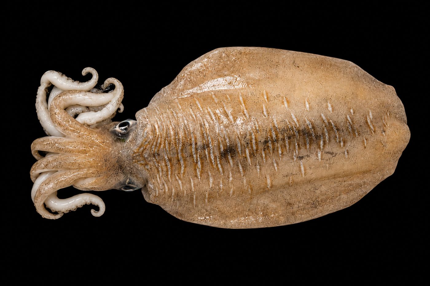Sumi ika / Shin-ika – Golden cuttlefish