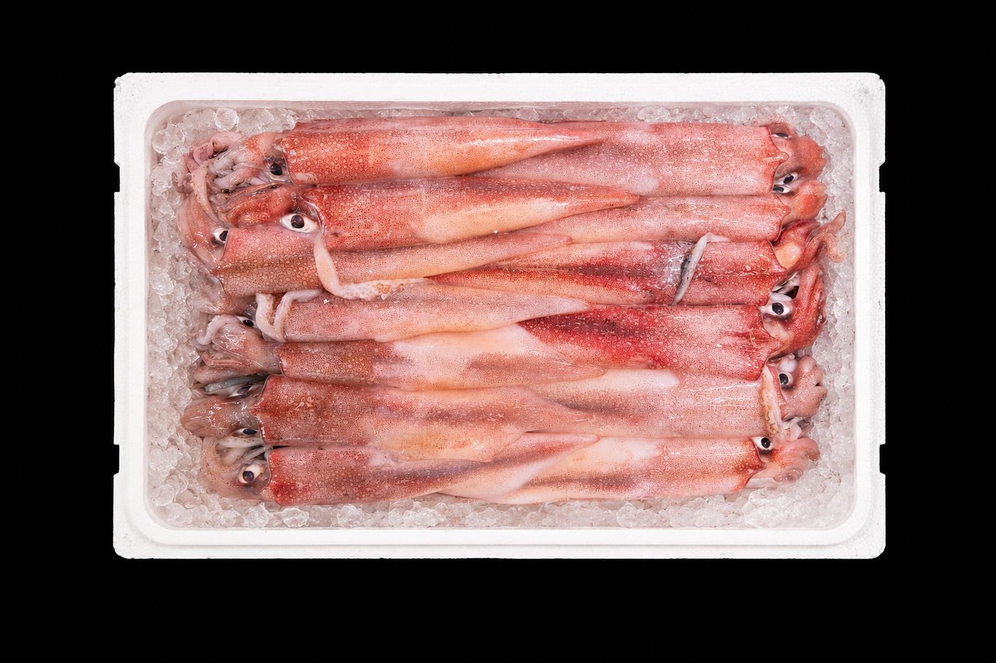 Surume ika / Ma-ika – Japanese flying squid