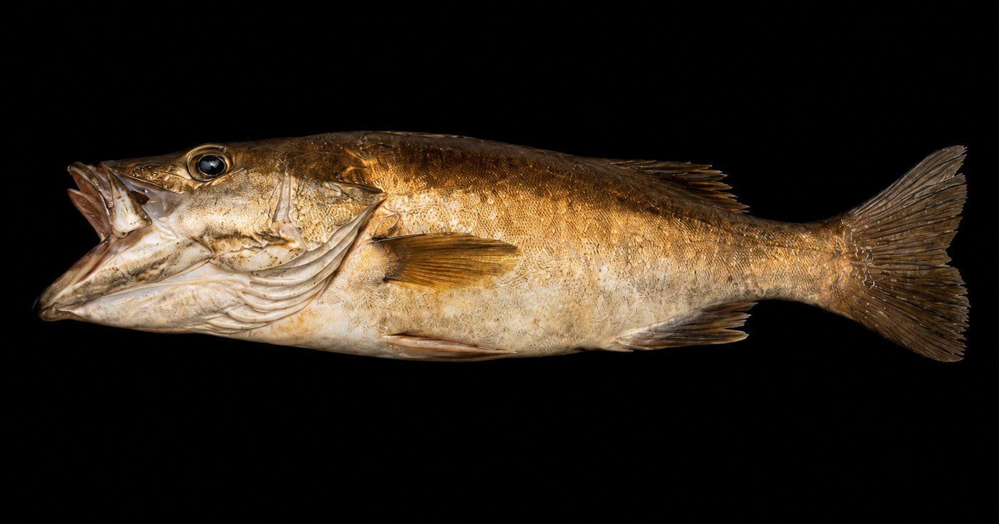 Suzuki – Japanese sea bass