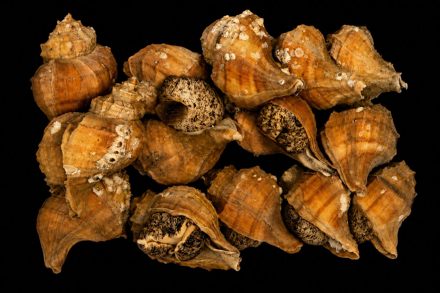 Tsubu-gai – Whelk
