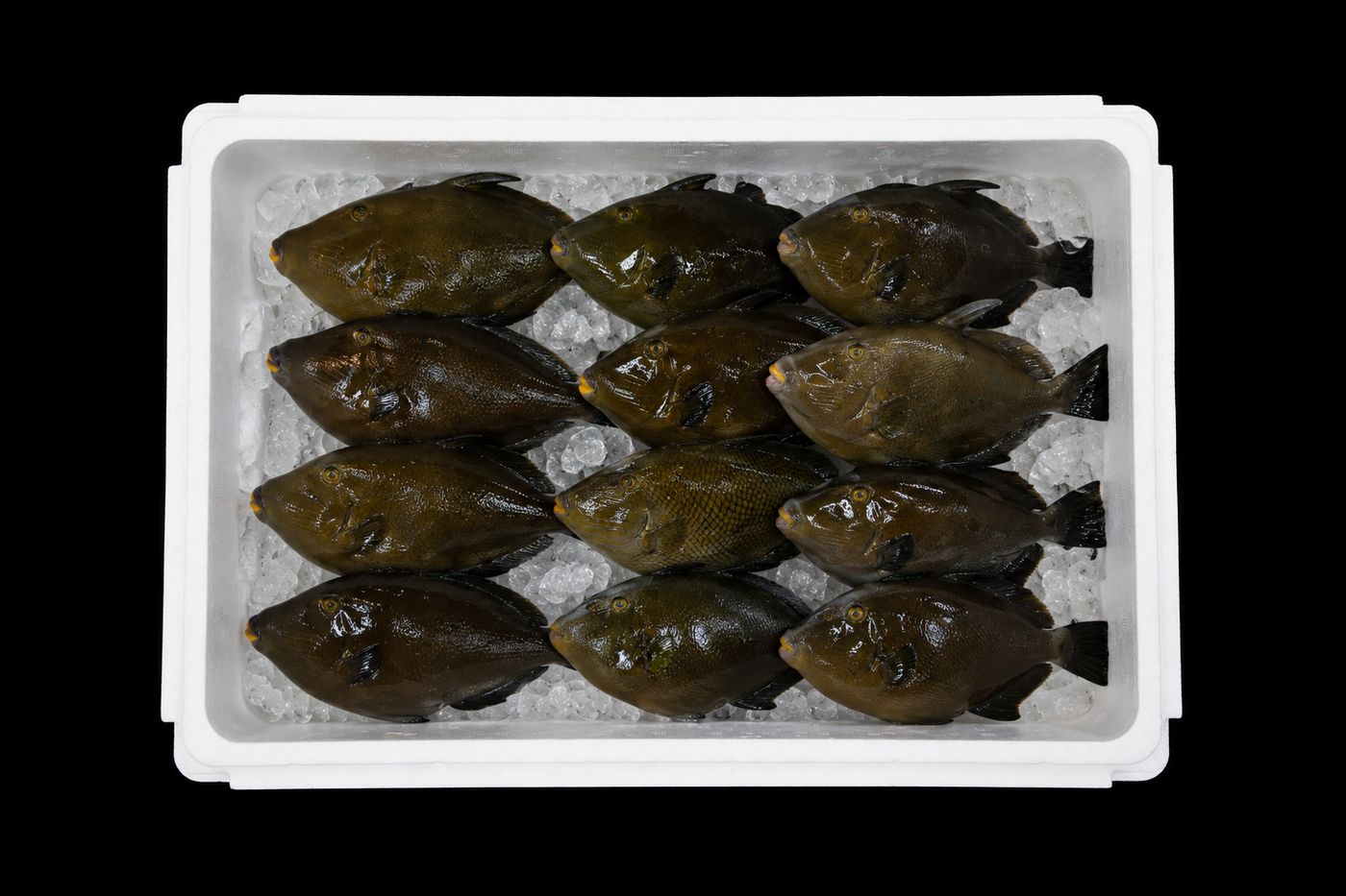 Umazurahagi – Black scraper