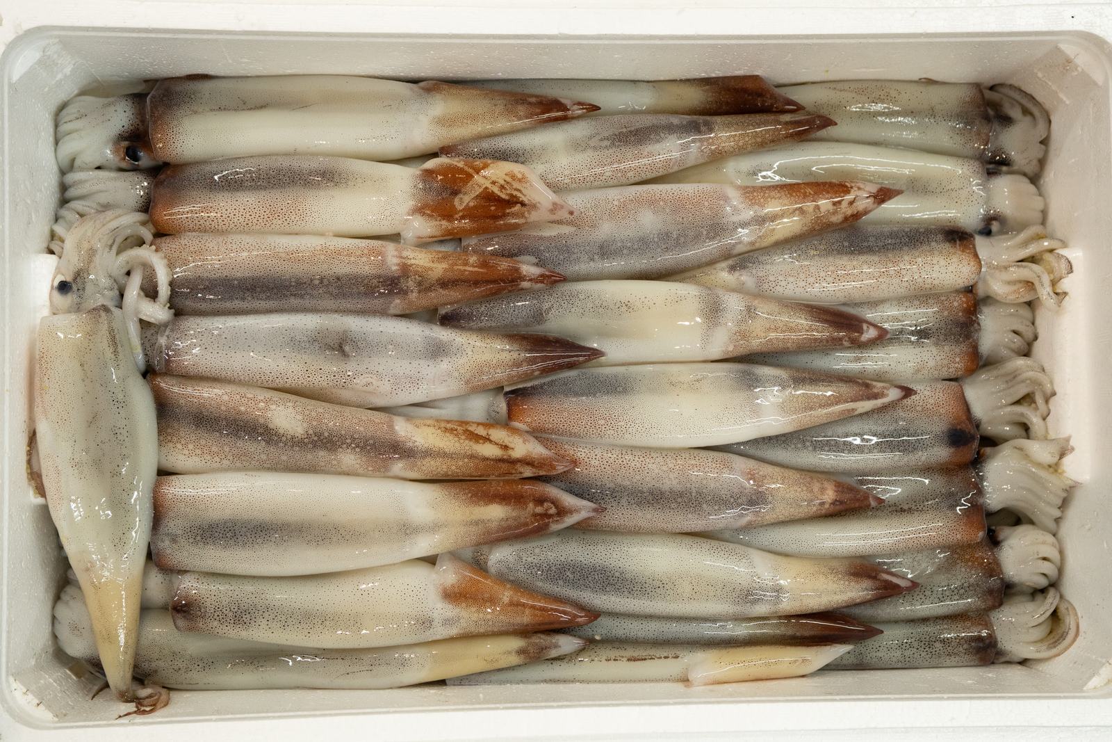 Yari ika – Spear squid