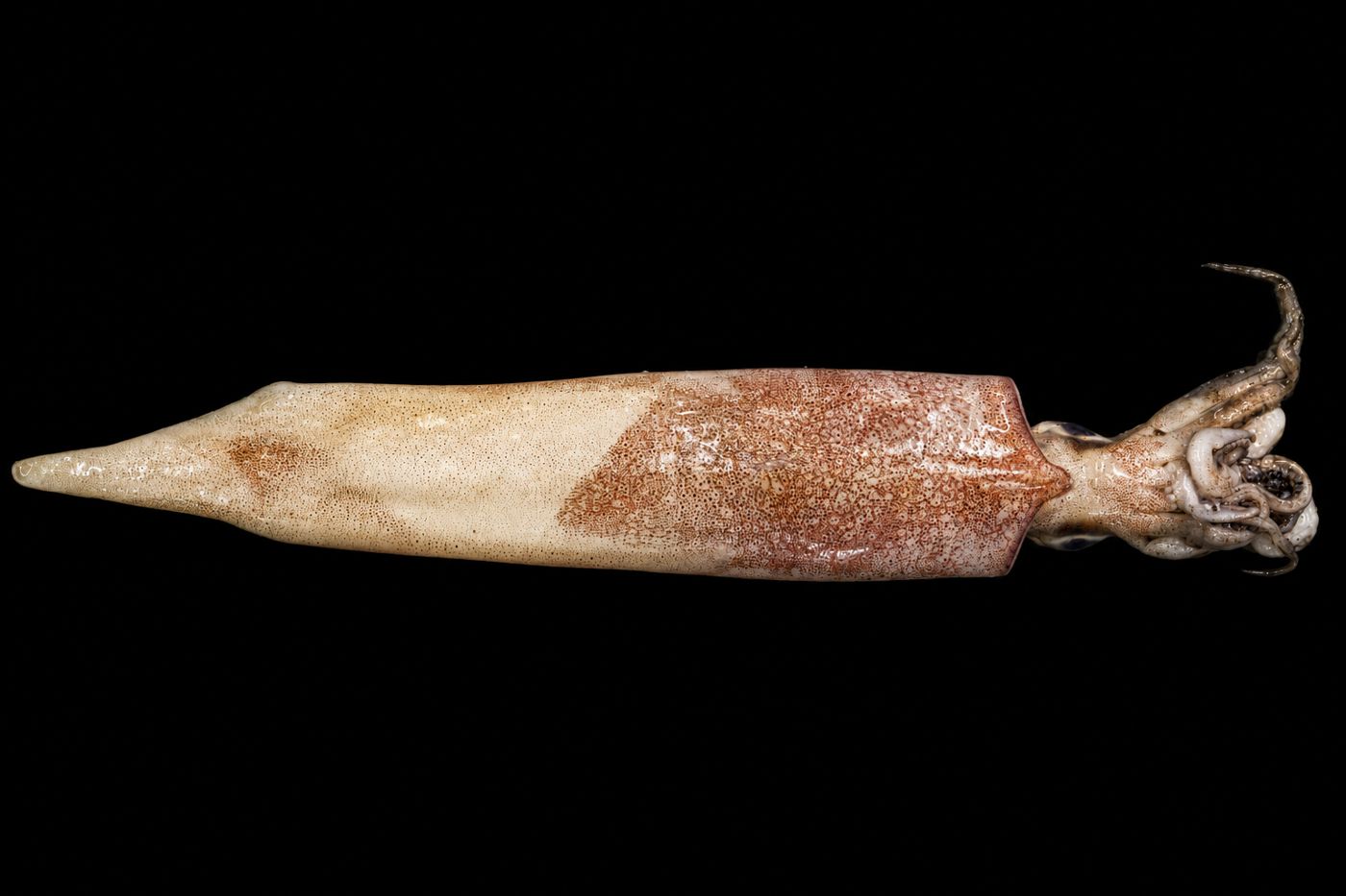 Yari ika – Spear squid